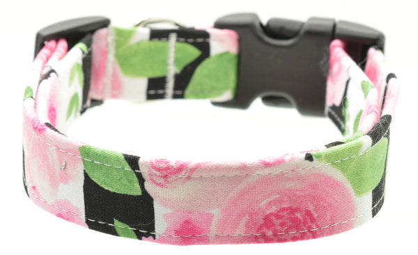 Dog Collars